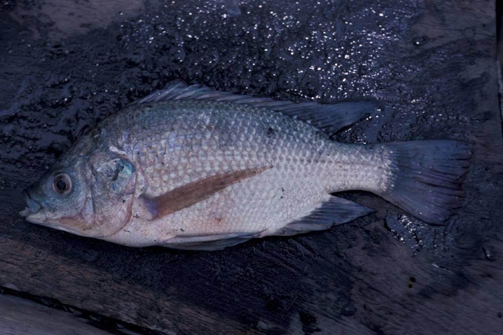 Oreochromis rukwaensis (Hilgendorf & Pappenheim, 1903)